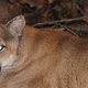 Illustration for article titled Highways are Making California's Mountain Lions Inbred and Aggressive